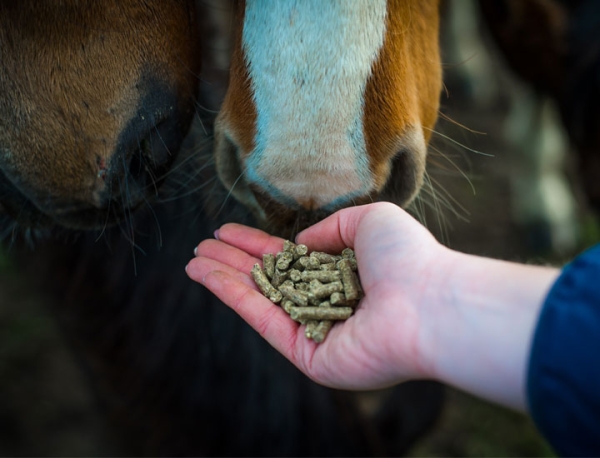 alfalfa para caballos pellets y cubos