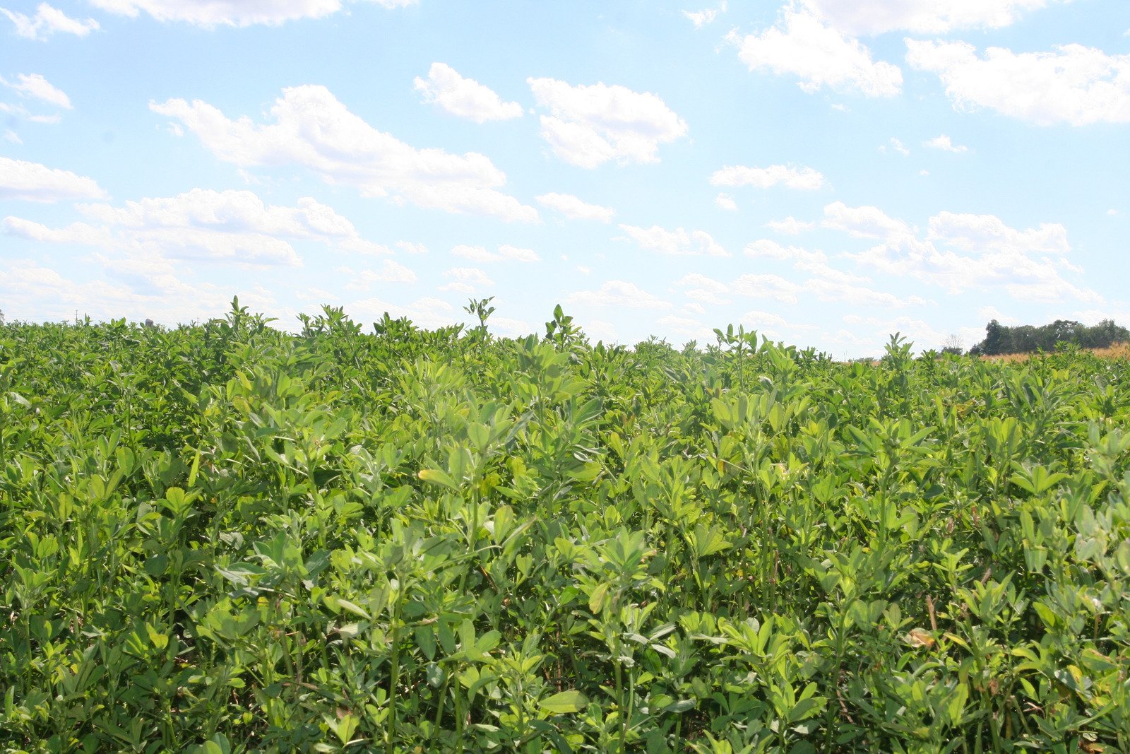 campo de alfalfa argentina exportación
