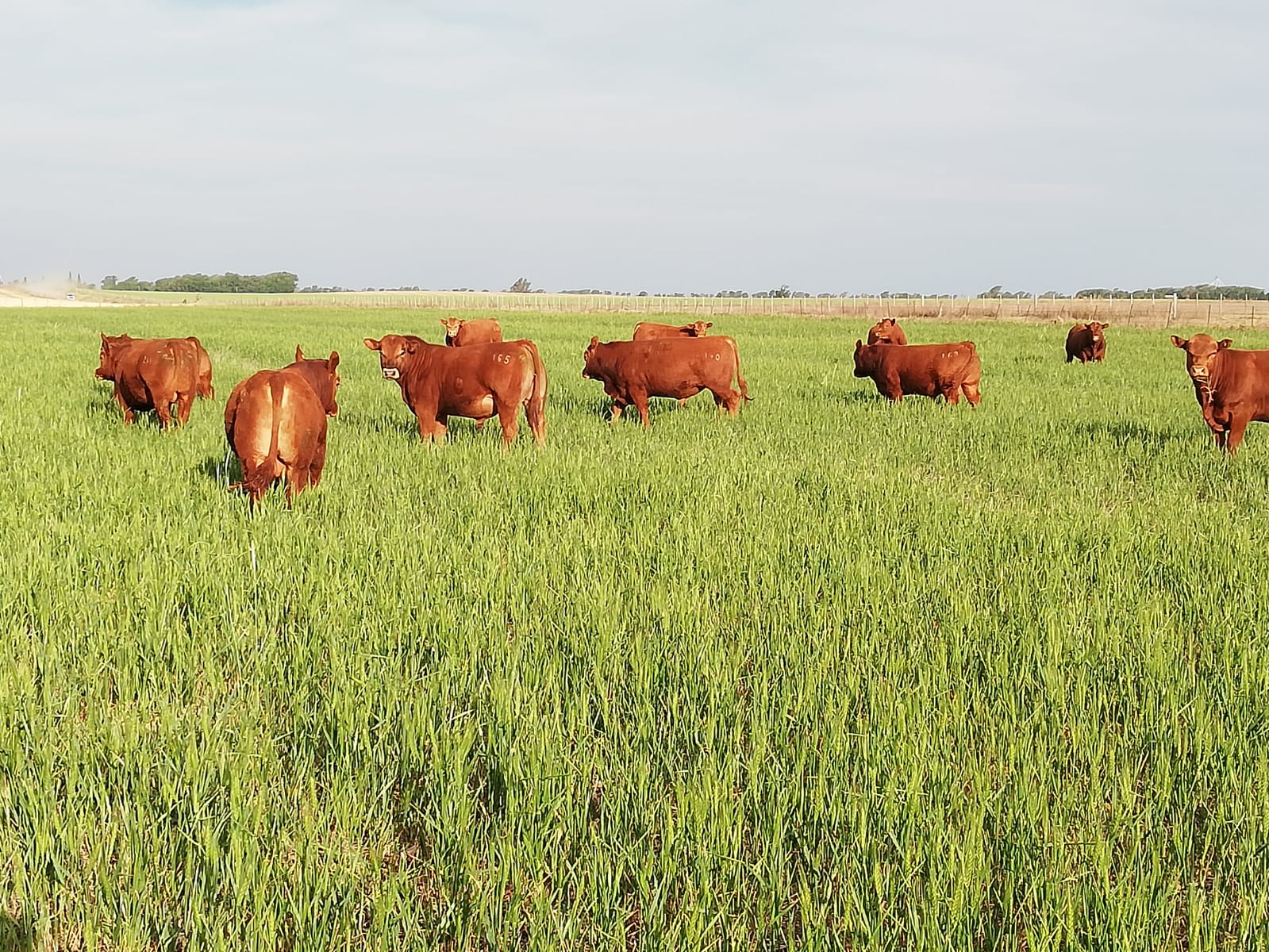 ganadería bovina alimentada con alfalfa argentina