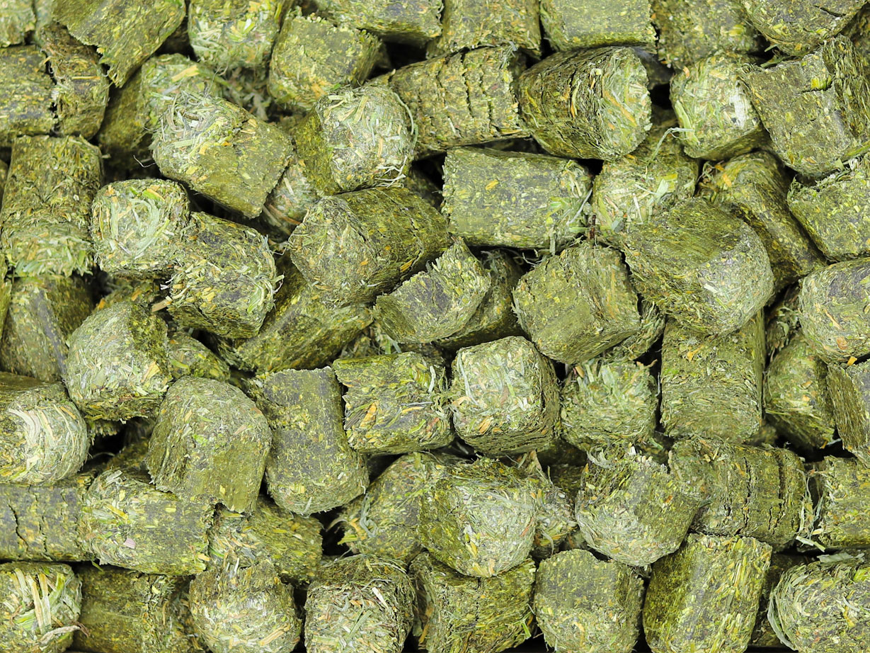 Cubos de Alfalfa Premium