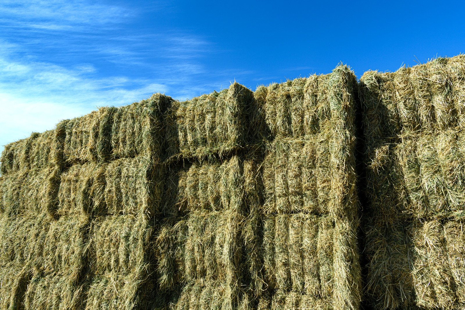 Fardos de Alfalfa